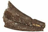 Partial Fossil Raptor Hand Claw - Hell Creek Formation, Montana #251940-1